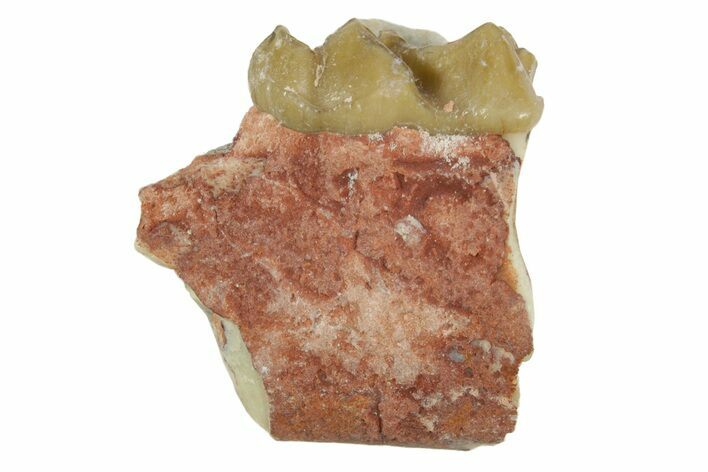 Fossil Horse (Mesohippus) Jaw Section - South Dakota #365250